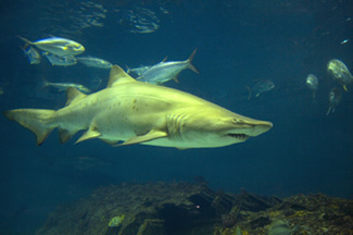 outer banks aquarium